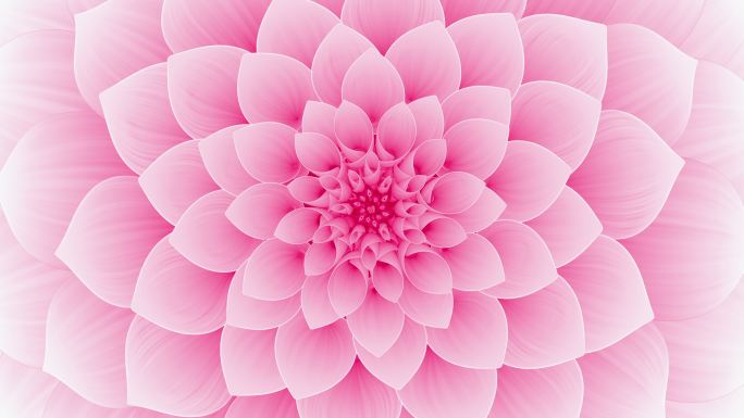 盛开的粉红色花朵背景循环