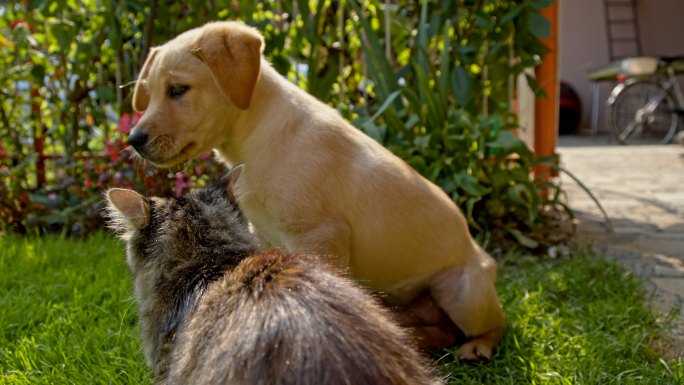 猫和小狗在后院玩耍