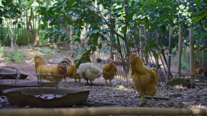 11318 农村土鸡养殖养鸡鸡肉