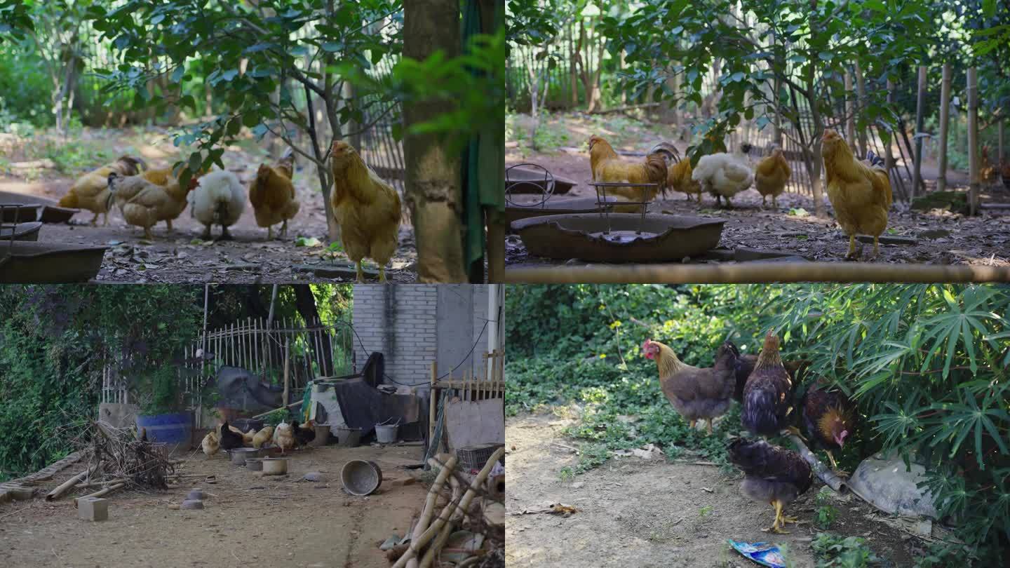 11318 农村土鸡养殖养鸡鸡肉