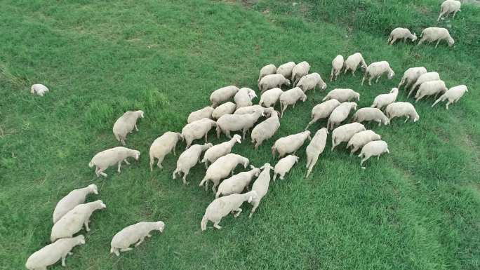 甘肃酒泉，绿洲湿地草原牧羊（航拍）