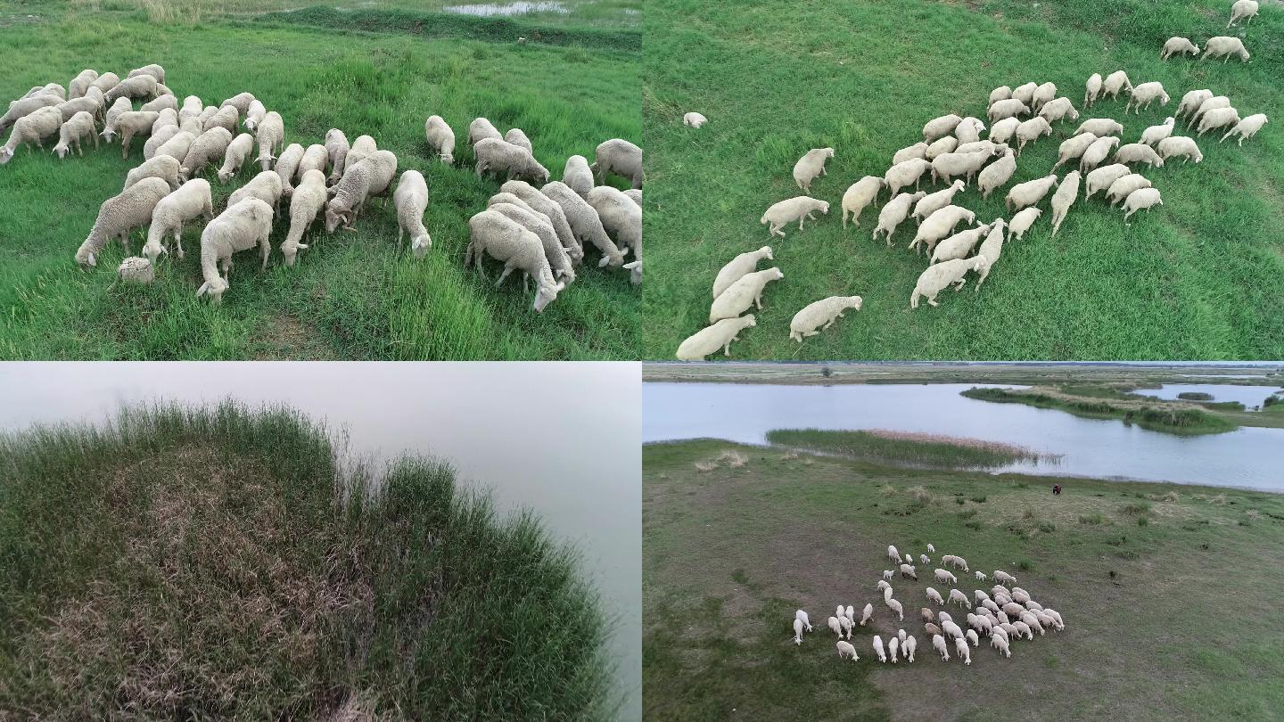 甘肃酒泉，绿洲湿地草原牧羊（航拍）