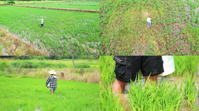 春种水稻传统人工施肥追肥