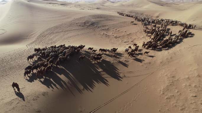 骆驼视频 沙漠与蓝天 驼铃 天边的骆驼