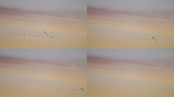加拿大大雁在日出的天空中形成队形