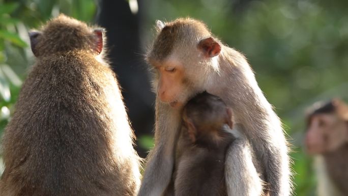 自然界中的猴子家族。