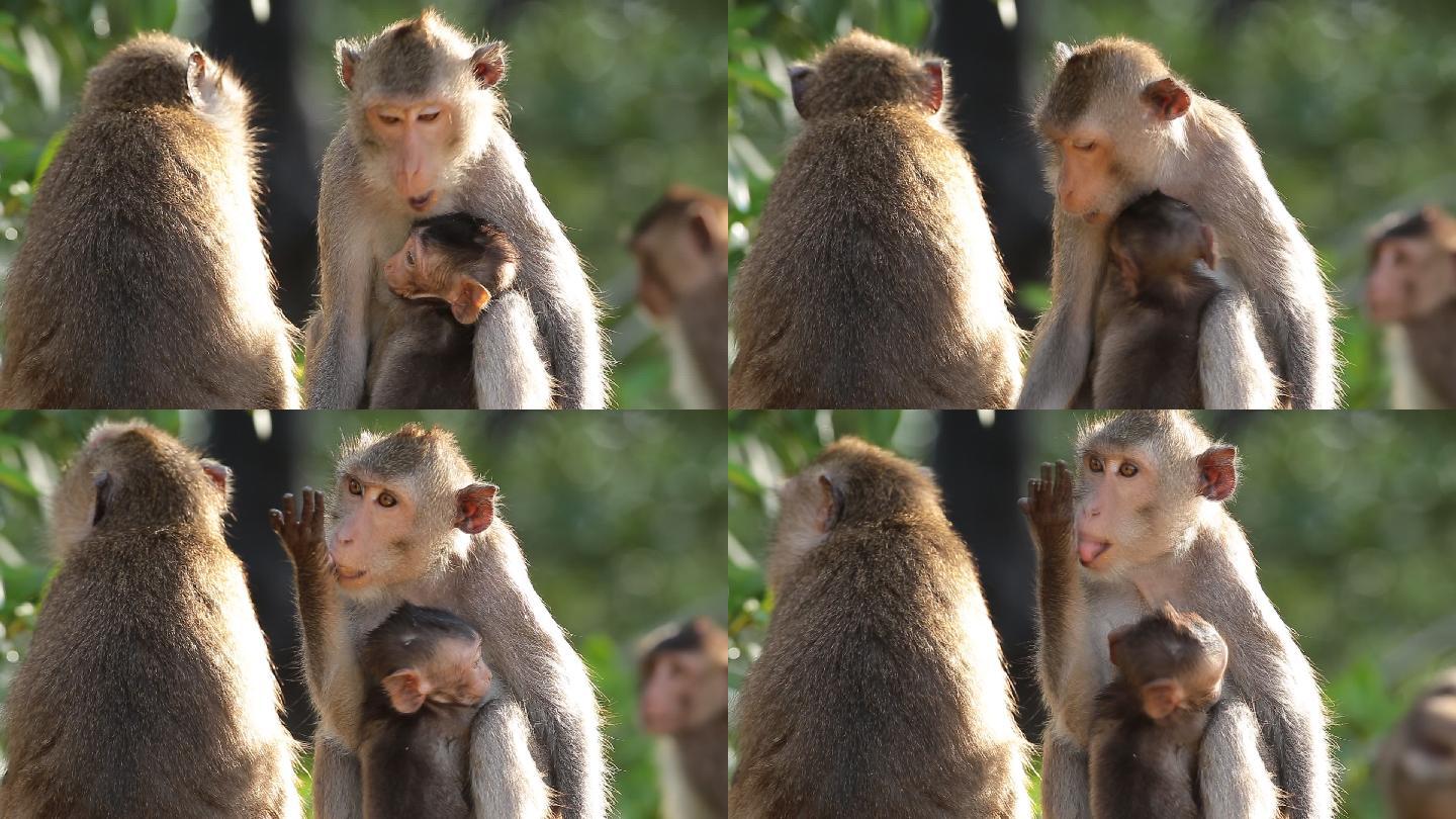 自然界中的猴子家族。