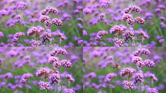鹰蛾在为紫色马鞭草的花朵授粉