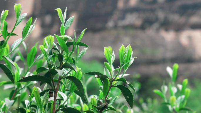 【4K】武夷山岩茶茶树茶叶特写