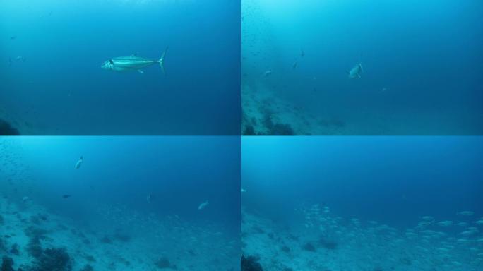 在海面下游泳的大金枪鱼