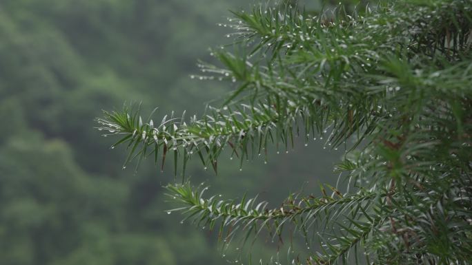 雨露松针4K