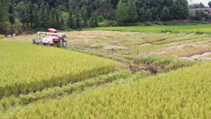 水稻农机收割 机械化收割