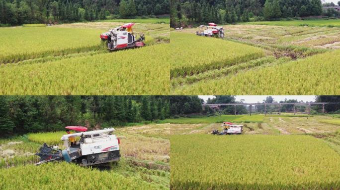 水稻农机收割 机械化收割