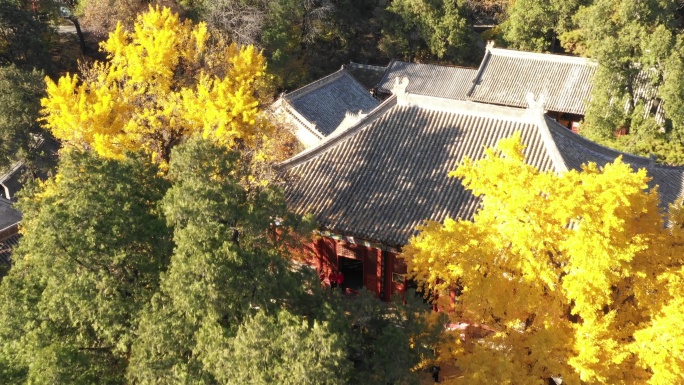 秋天的红螺寺 银杏树航拍