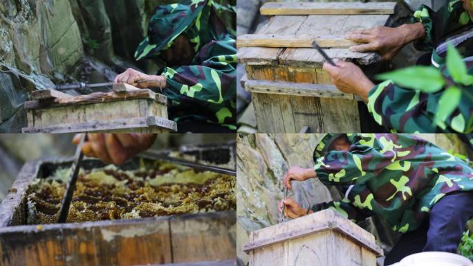 蜂蜜收割，老蜂农，养蜂人