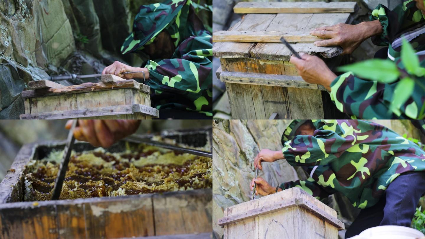 蜂蜜收割，老蜂农，养蜂人