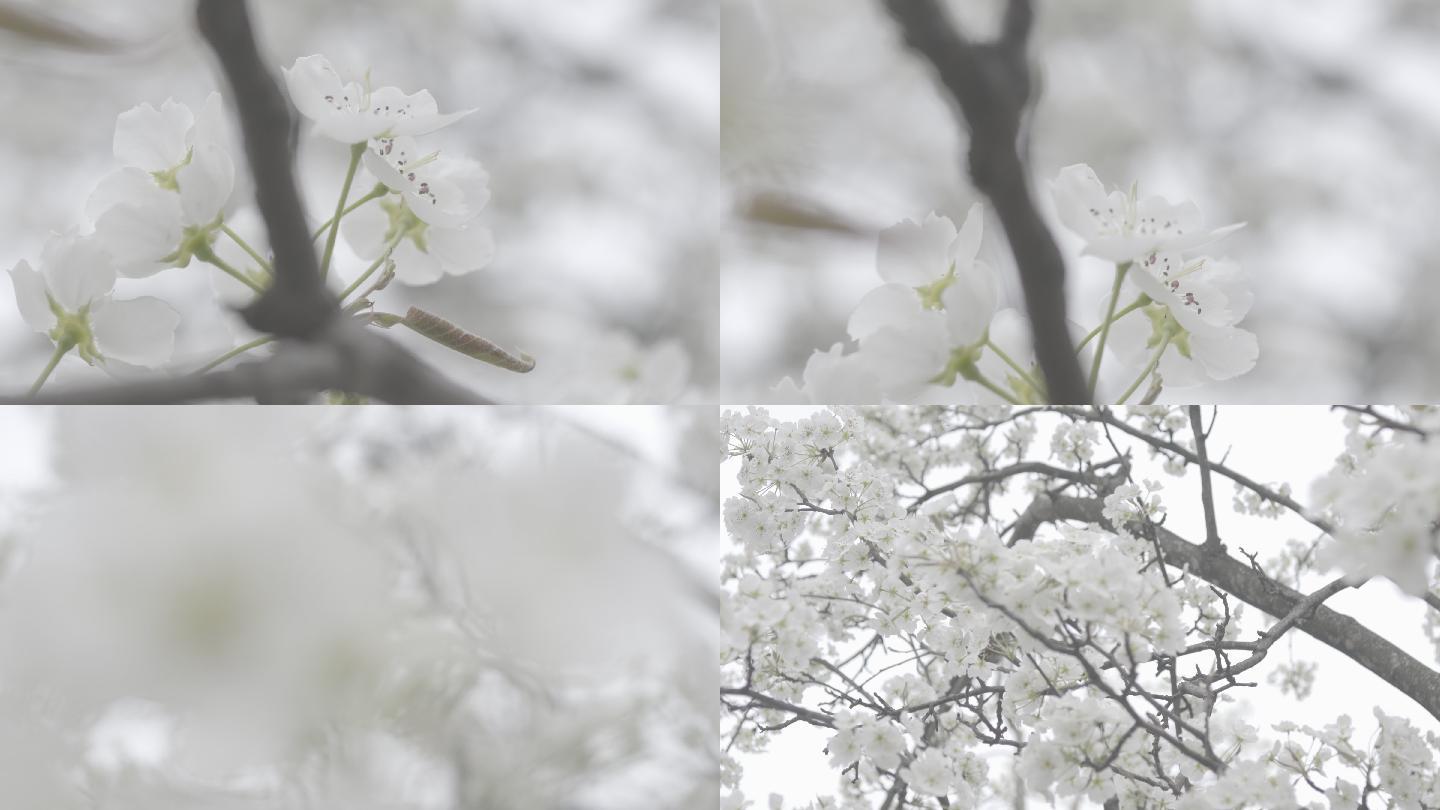 一片梨花树