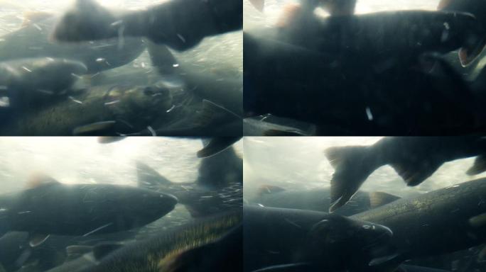 无数的鱼在游动漂浮自然潜水咸水鱼群