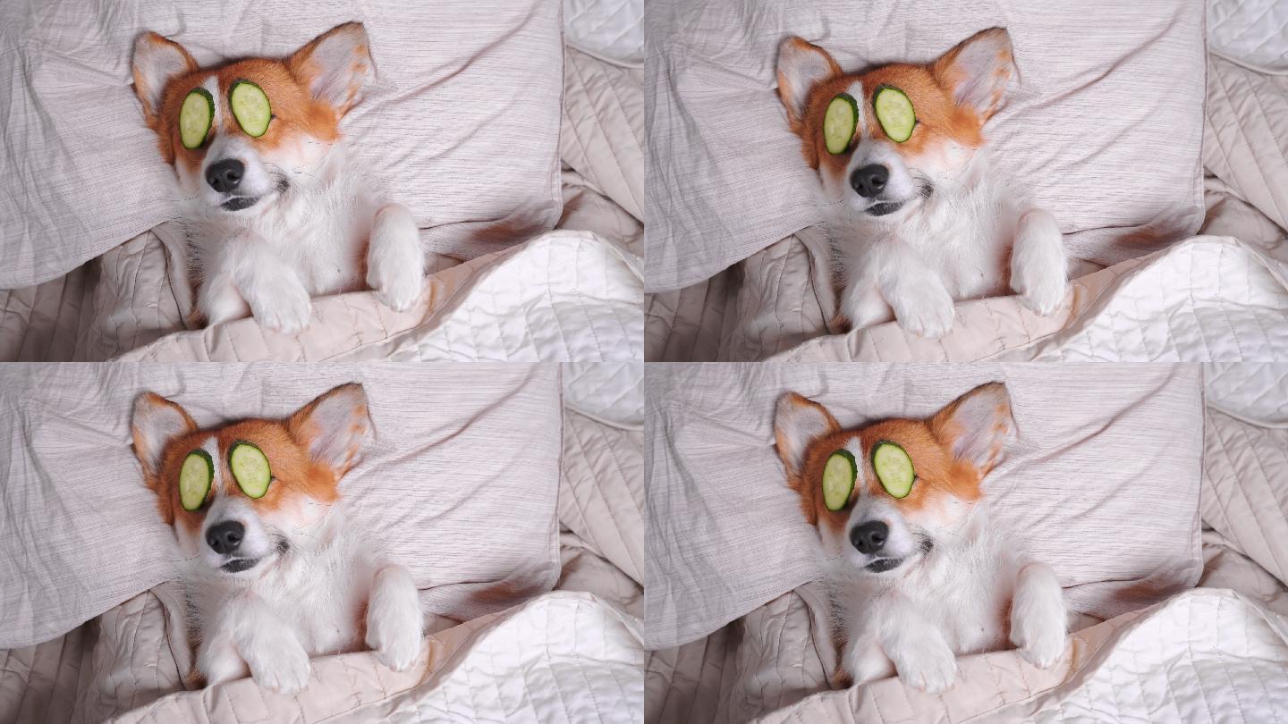 可爱的柯基犬躺在床上，用黄瓜片做眼罩。
