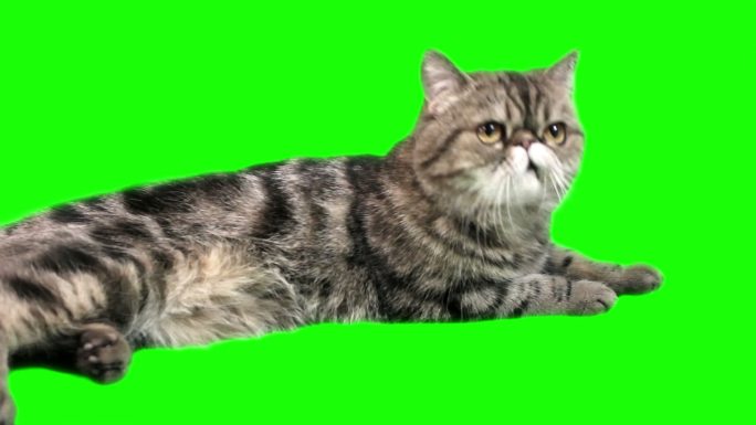 加菲猫猫绿幕