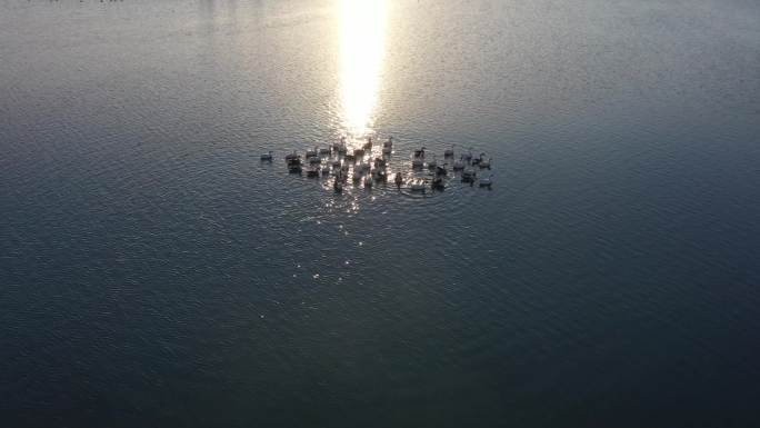 甘肃酒泉湿地，夕阳下鹅群戏水（航拍）