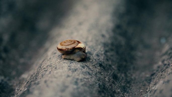 从壳子里伸出头的蜗牛