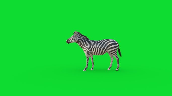 绿色屏幕背景上的斑马动画