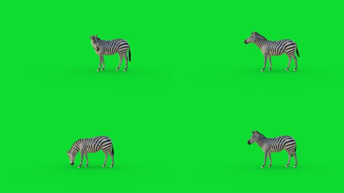 绿色屏幕背景上的斑马动画