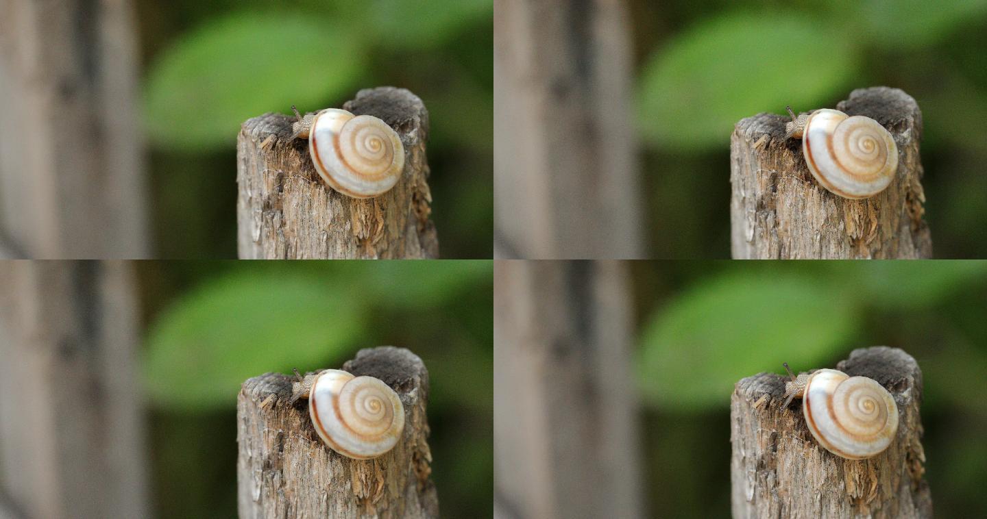 木头上的小蜗牛