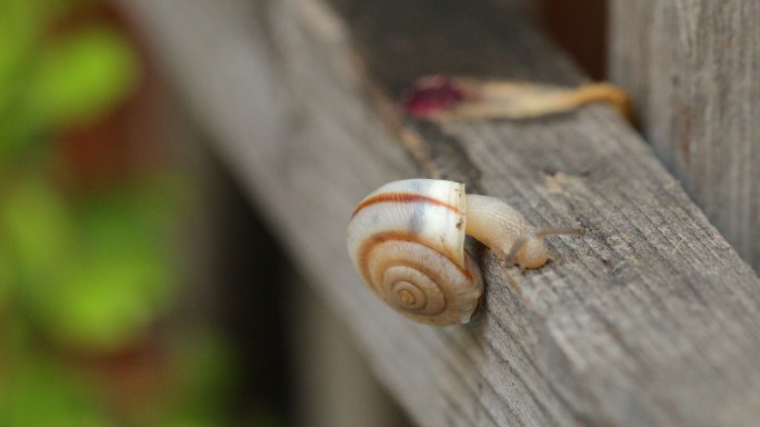 爬在木栅栏上的蜗牛