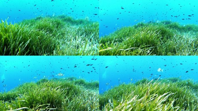水下场景海底摄影热带鱼类水草