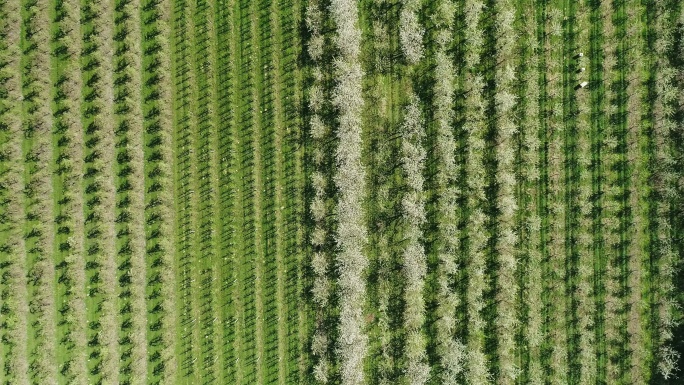 樱桃树鸟瞰图樱桃种植基地樱桃树开花