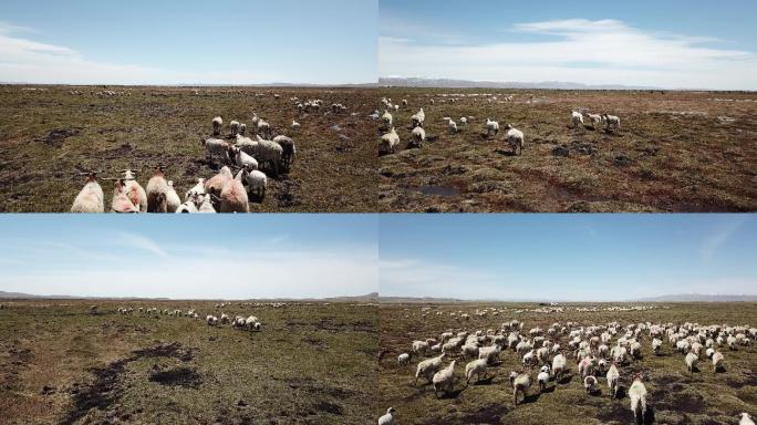 原始航拍素材： 阿坝州若尔盖草原的羊子