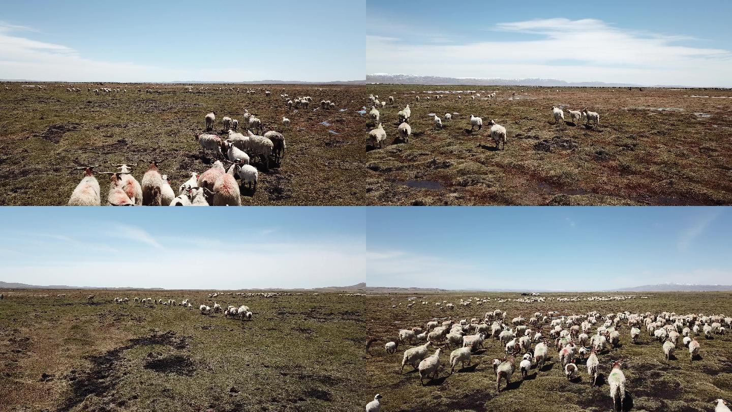 原始航拍素材： 阿坝州若尔盖草原的羊子