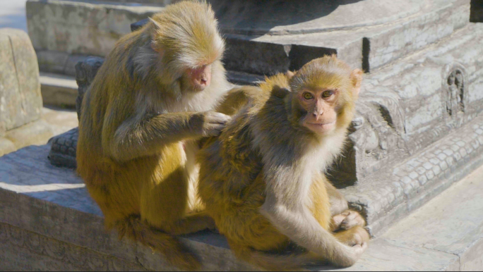 母猴给孩子找虱子升格实拍动物自然和谐共存