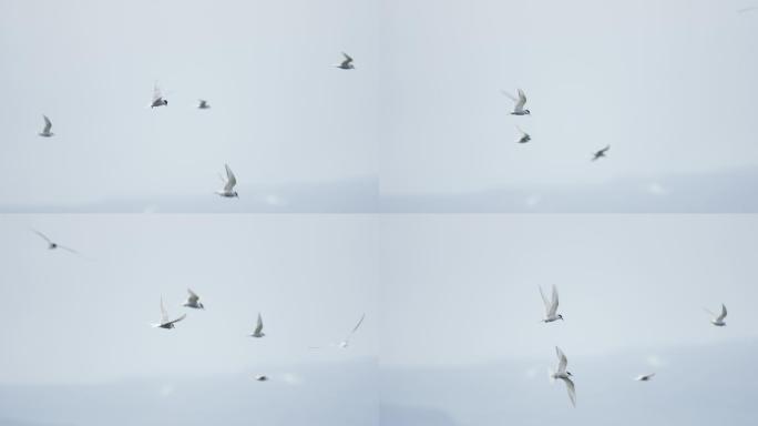北极燕鸥飞行