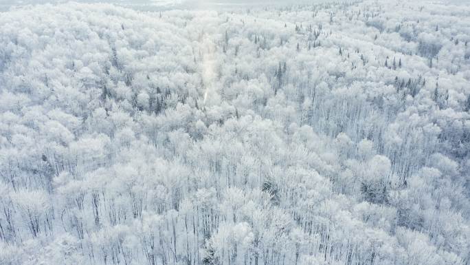 加拿大魁北克省暴风雪后森林的空中视频视图
