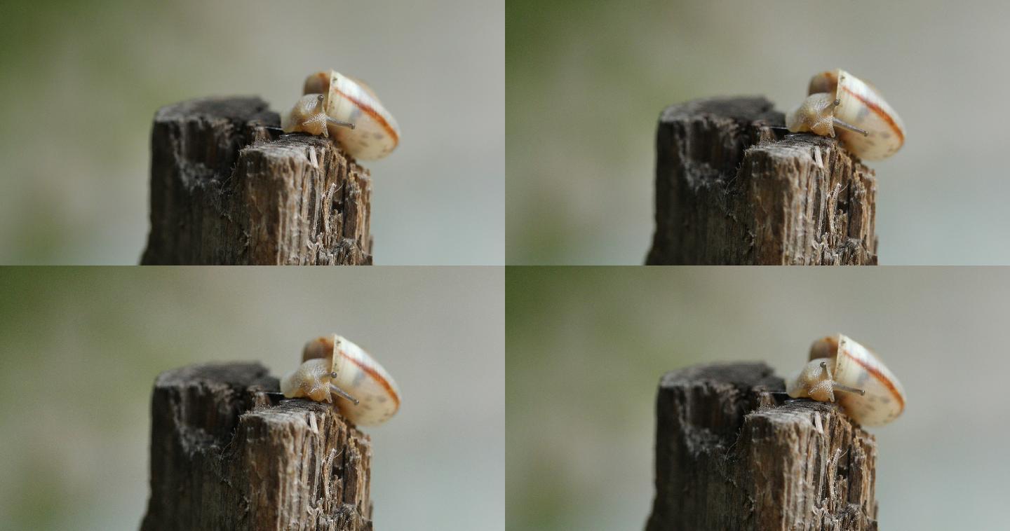 木头上爬行的华蜗牛