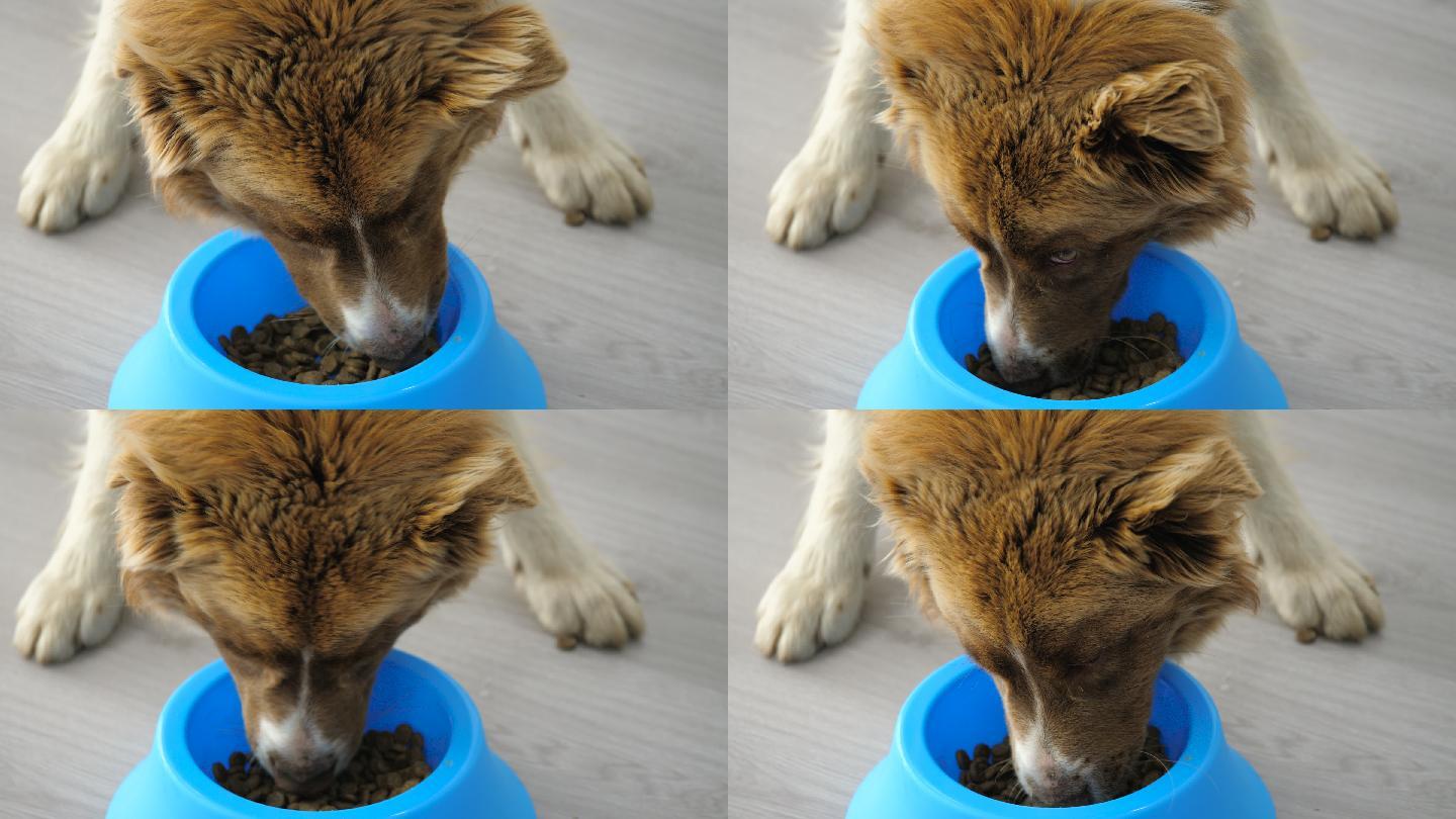 狗正在家里吃蓝色碗里的干狗粮