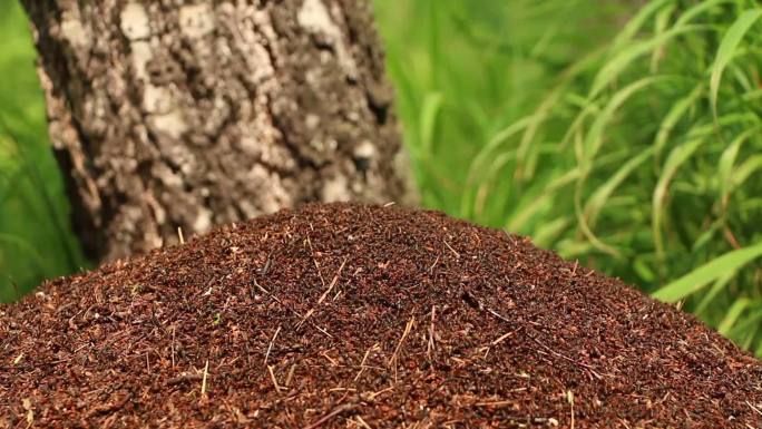 数千只蚂蚁在森林里的蚁丘顶上飞奔