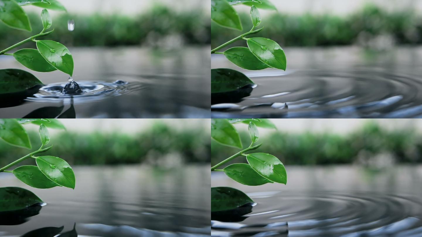 新鲜的绿叶与水滴在水面上
