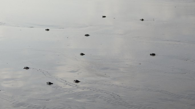 小海龟大自然自然生态