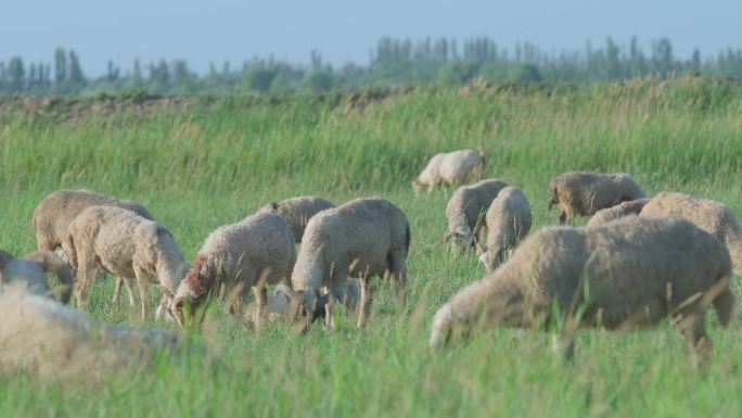 山羊-羊群特写画面