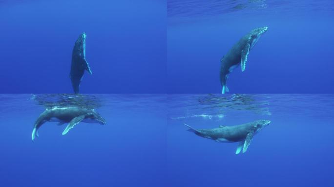座头鲸海中生物蓝色海洋幼态