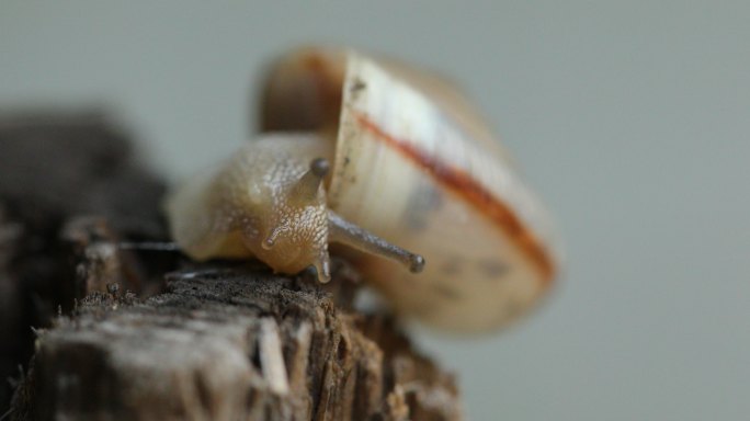 华蜗牛特写陆生贝壳类软体动物