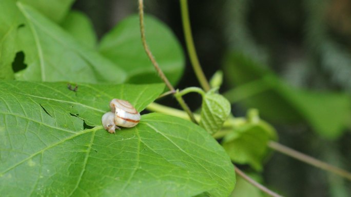 绿树叶上的蜗牛