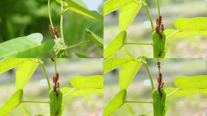 植物上的蝽幼虫 蚜虫