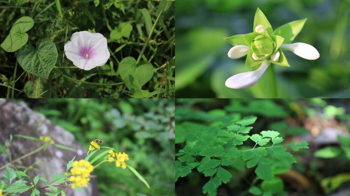 唯美大自然夏季阳光下的树叶、花、草