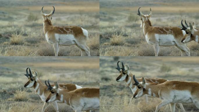 科罗拉多叉角羚羚羊一起在户外散步和吃草