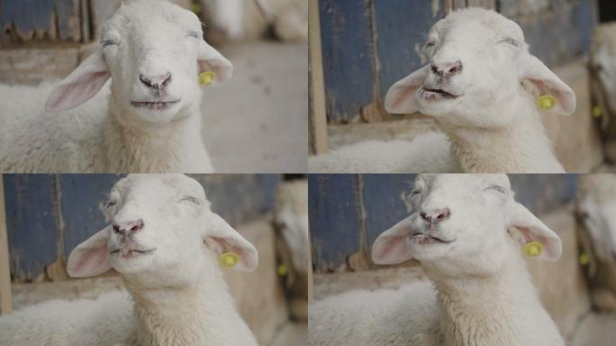 绵羊咀嚼吃东西圈养羊圈羊